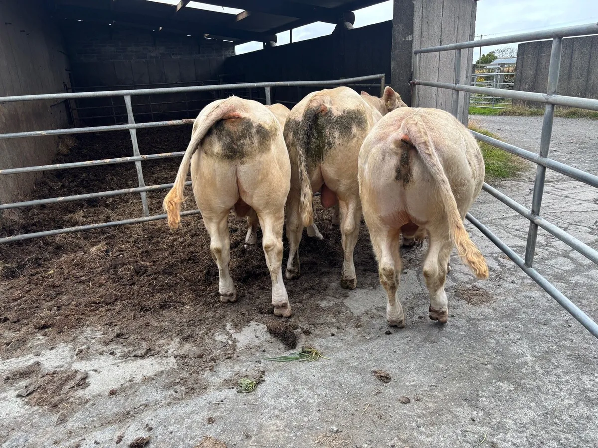 Pure Bred Charolais Bull (organic) - Image 3