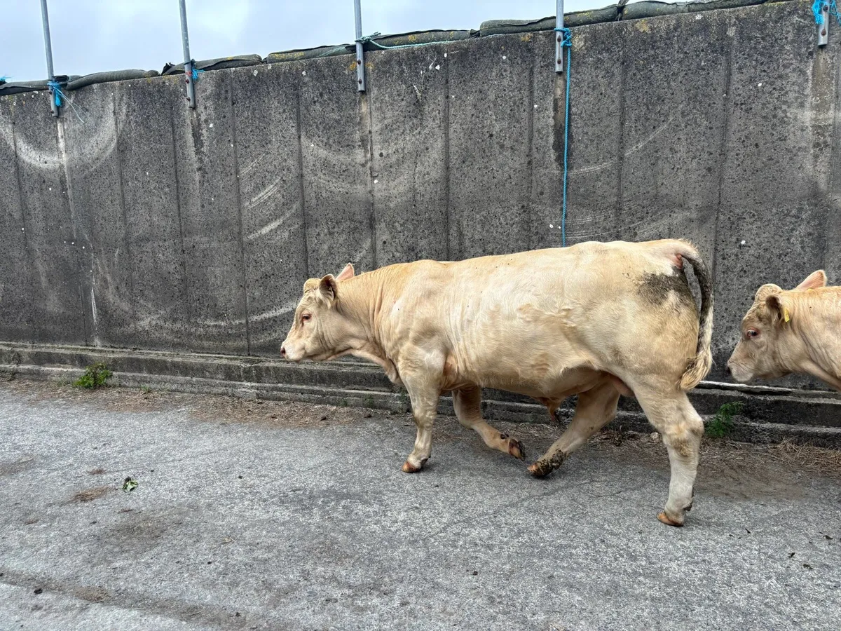 Pure Bred Charolais Bull (organic) - Image 4