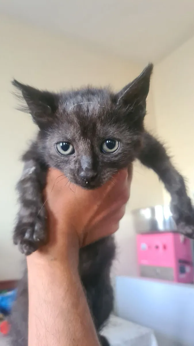 2 male kittens looking for good home - Image 4