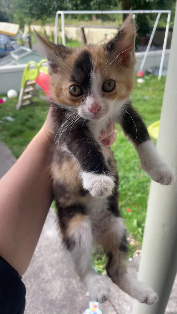 Kitten - Image 2