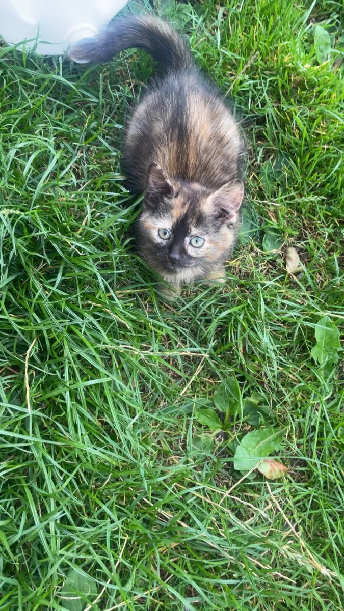Kitten - Image 1