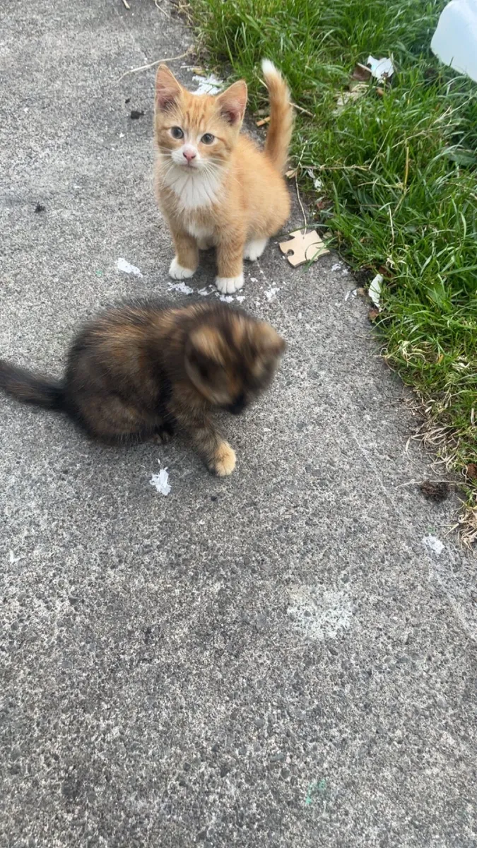 Kitten - Image 4