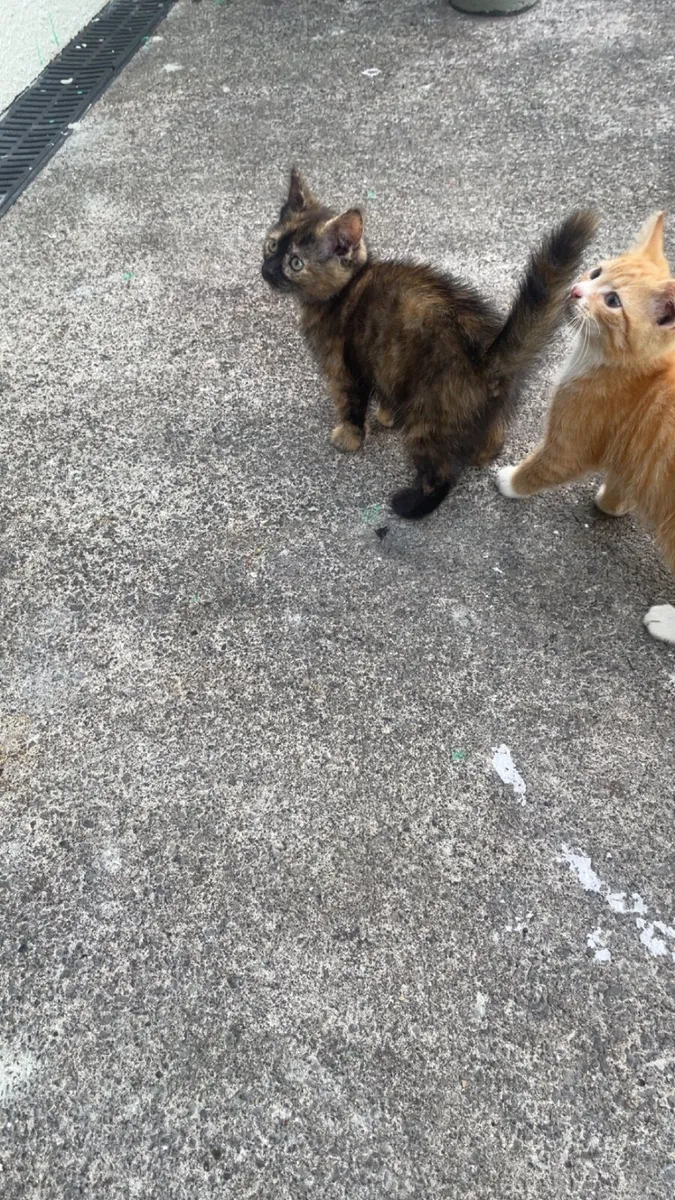 Kitten - Image 3