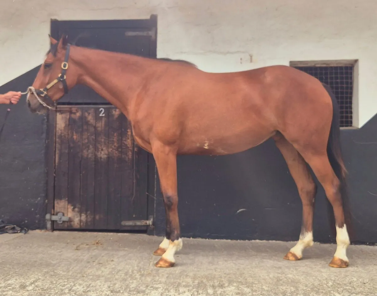 Vivant x Carlo Bank