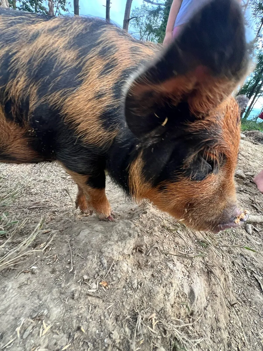 Kune kune piglets - Image 3