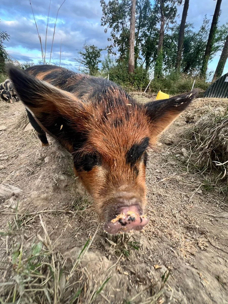 Kune kune piglets - Image 4