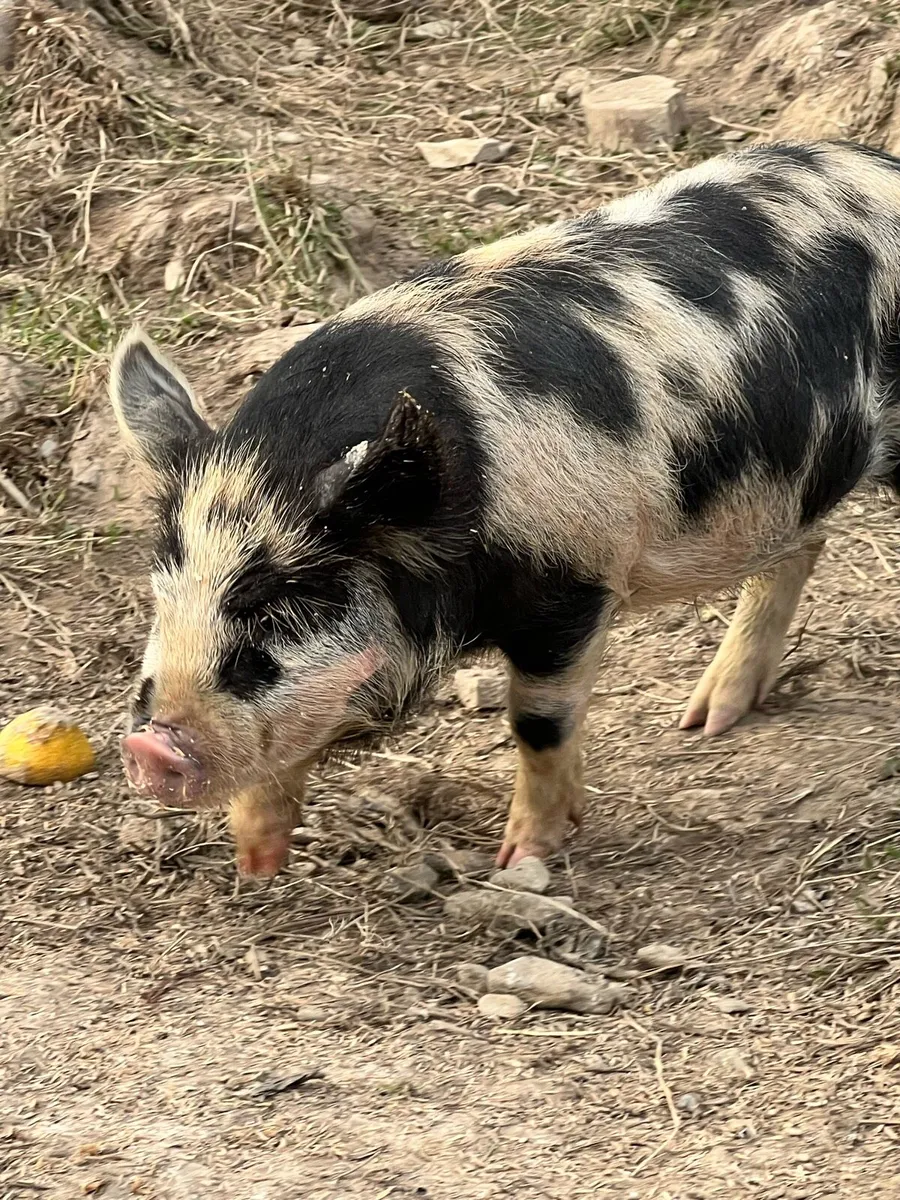 Kune kune piglets - Image 2