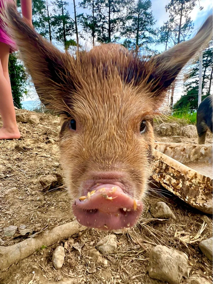 Kune kune piglets - Image 1