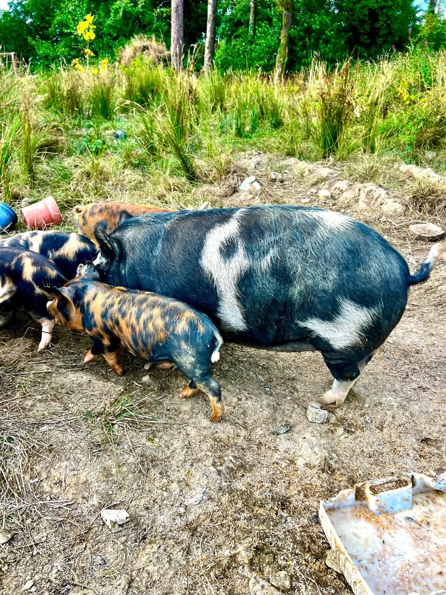 KuneKune  piglets - Image 1