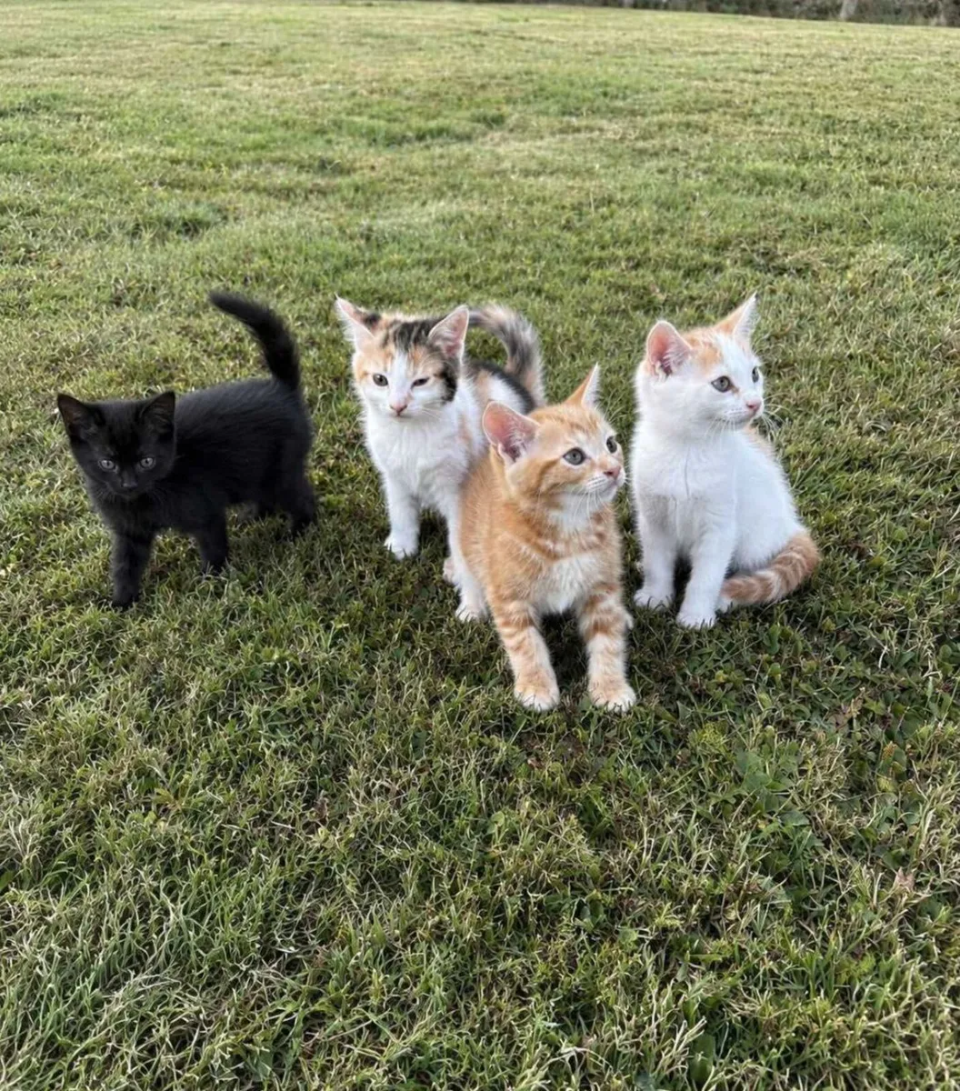 Kittens