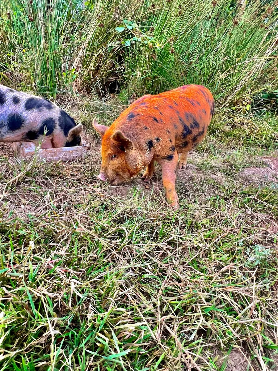 KuneKune  piglets - Image 2
