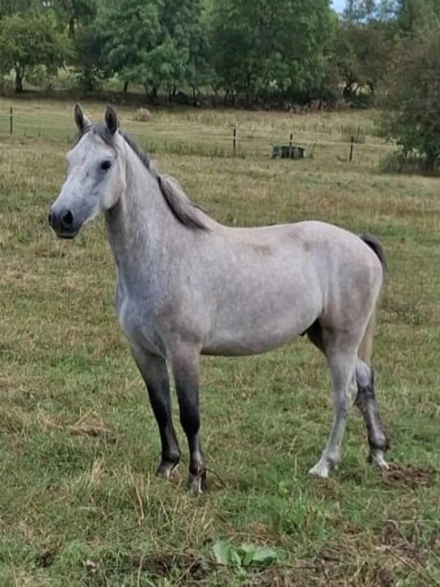 Horse - Image 1