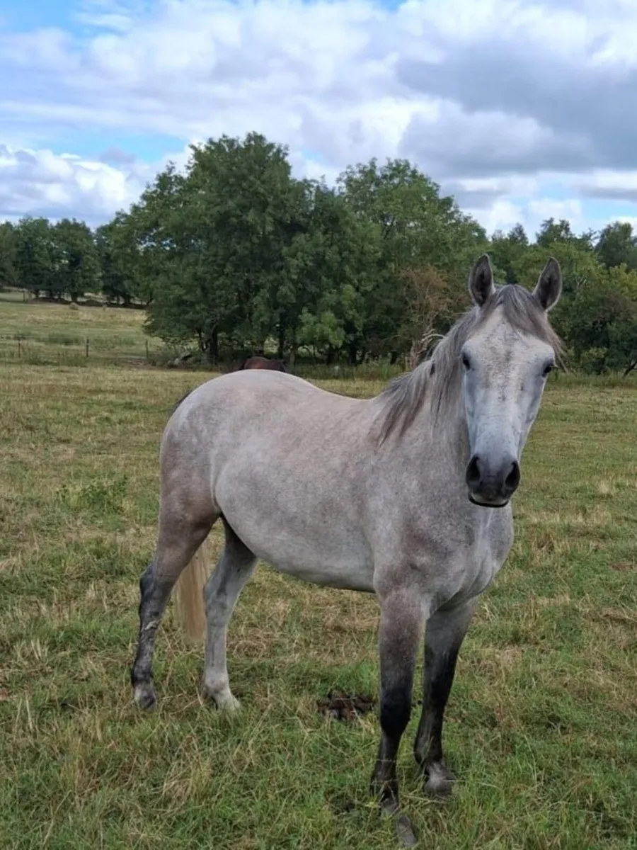 Horse - Image 2