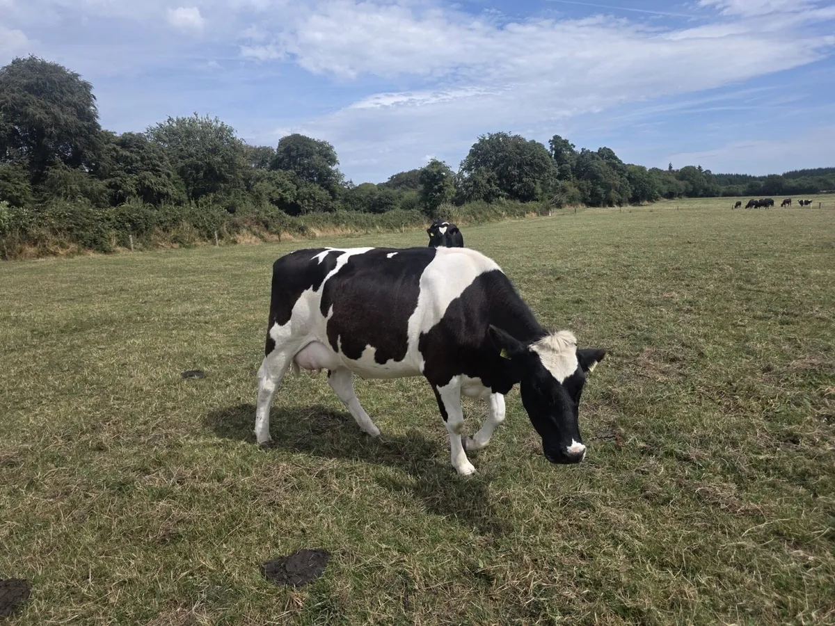 In-calf Friesian heifers - Image 3