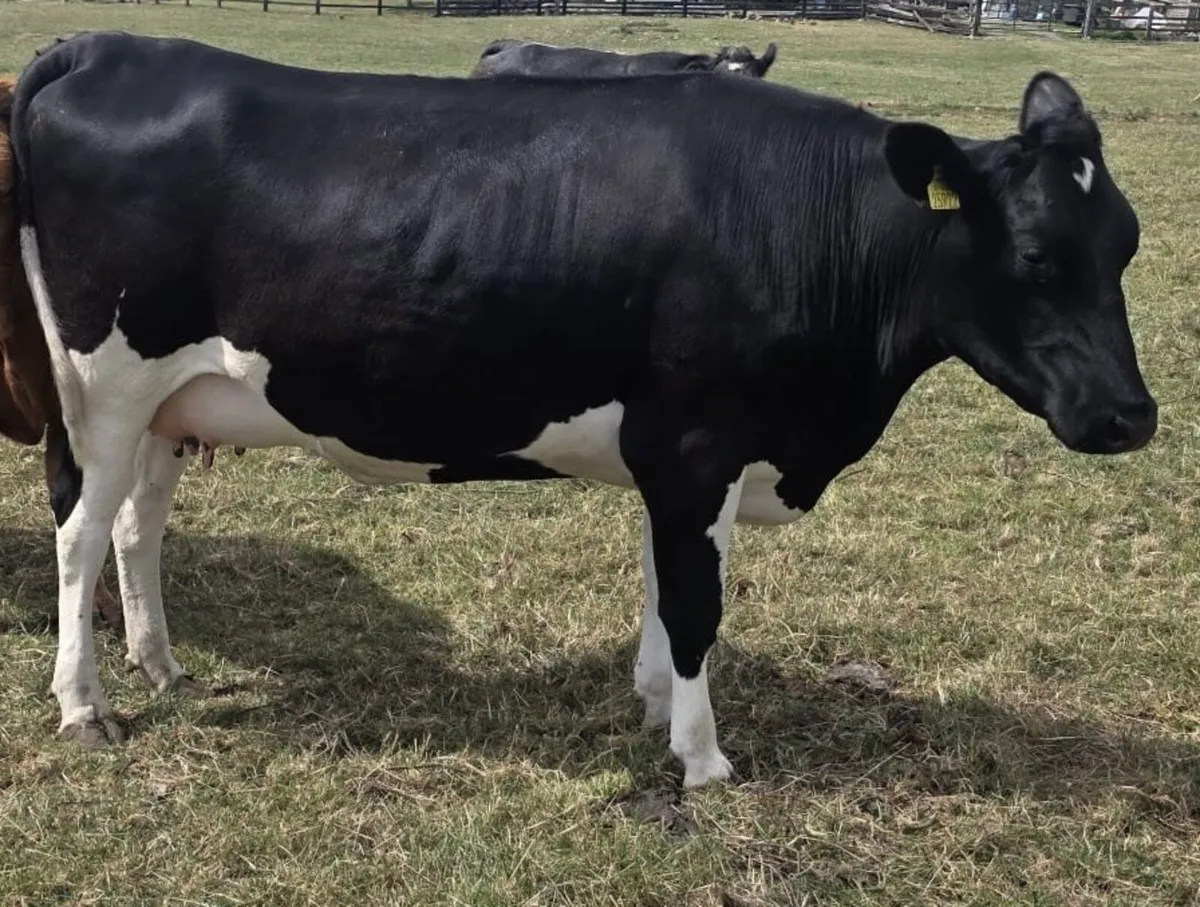 In-calf Friesian heifers - Image 2