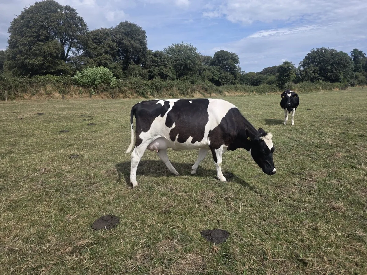 In-calf Friesian heifers - Image 4