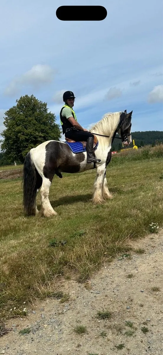 8 year old gelding - Image 1