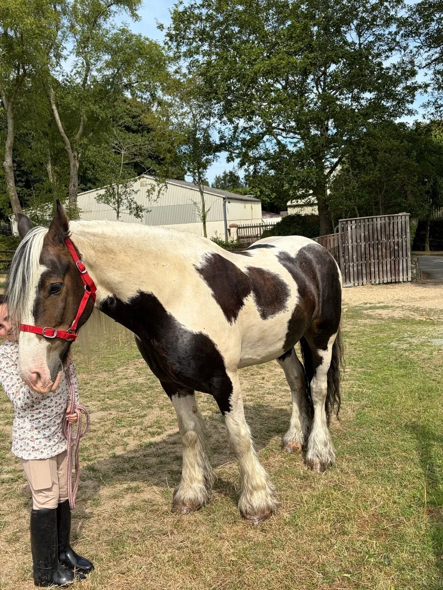 8 year old gelding - Image 2