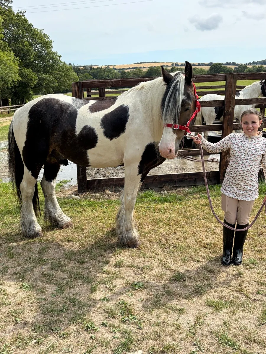 8 year old gelding - Image 3