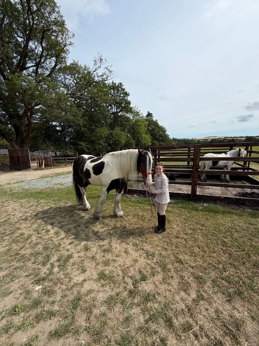 8 year old gelding - Image 4