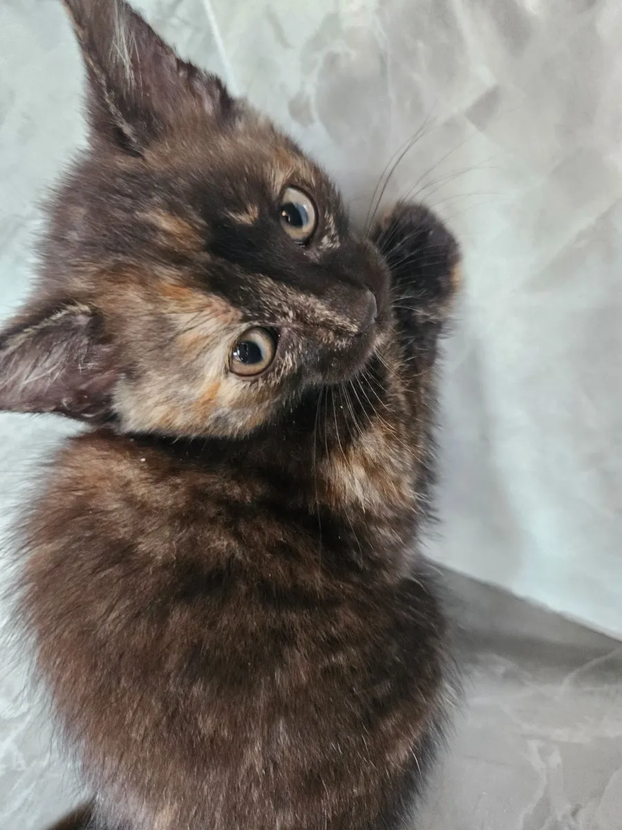Kitten - Image 2