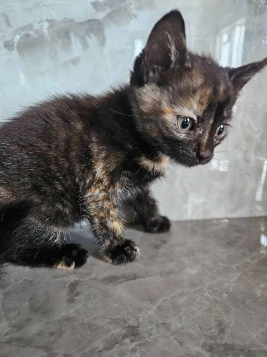 Kitten - Image 1
