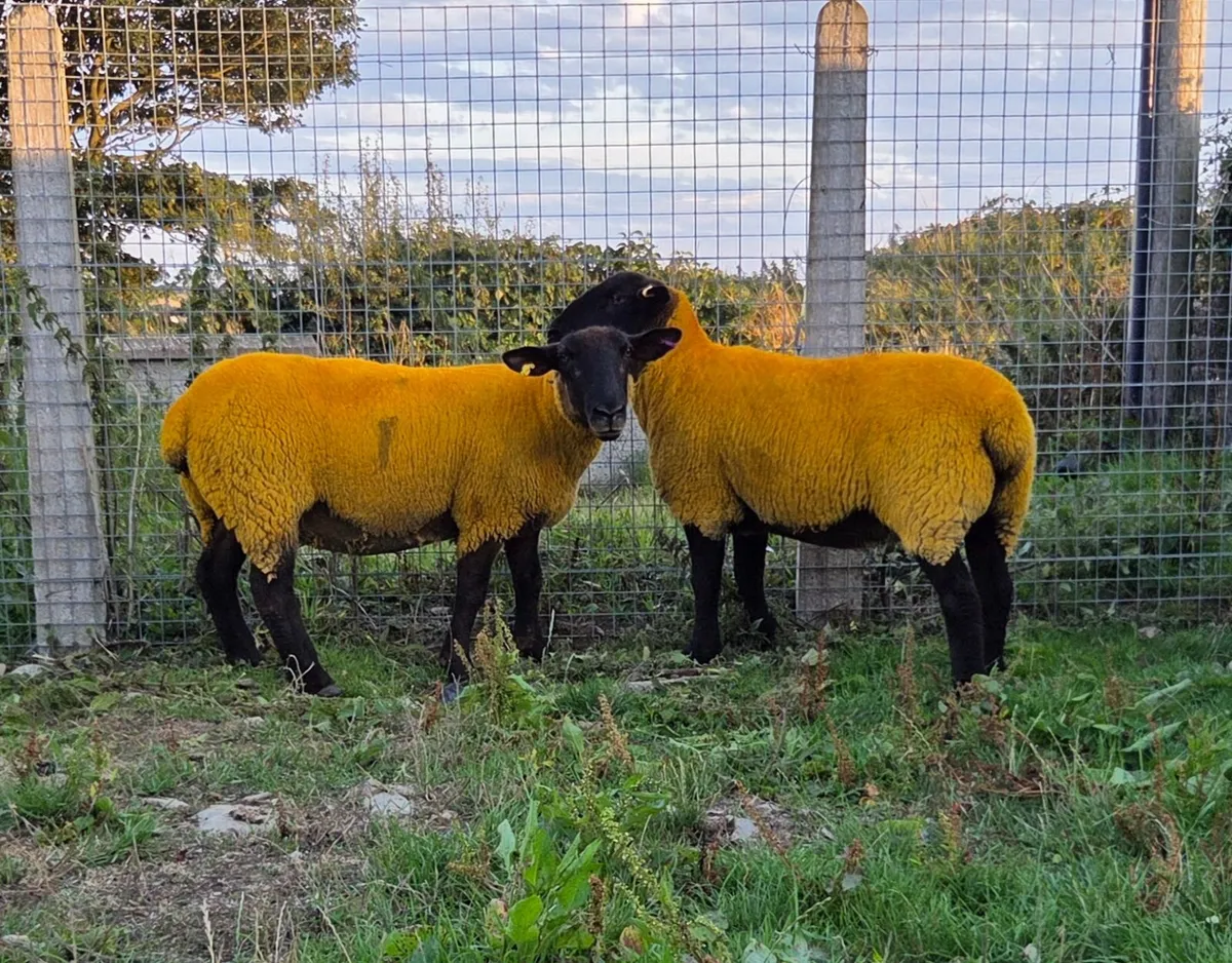 115 Breeding Sheep & 50 Store Lambs - Image 3