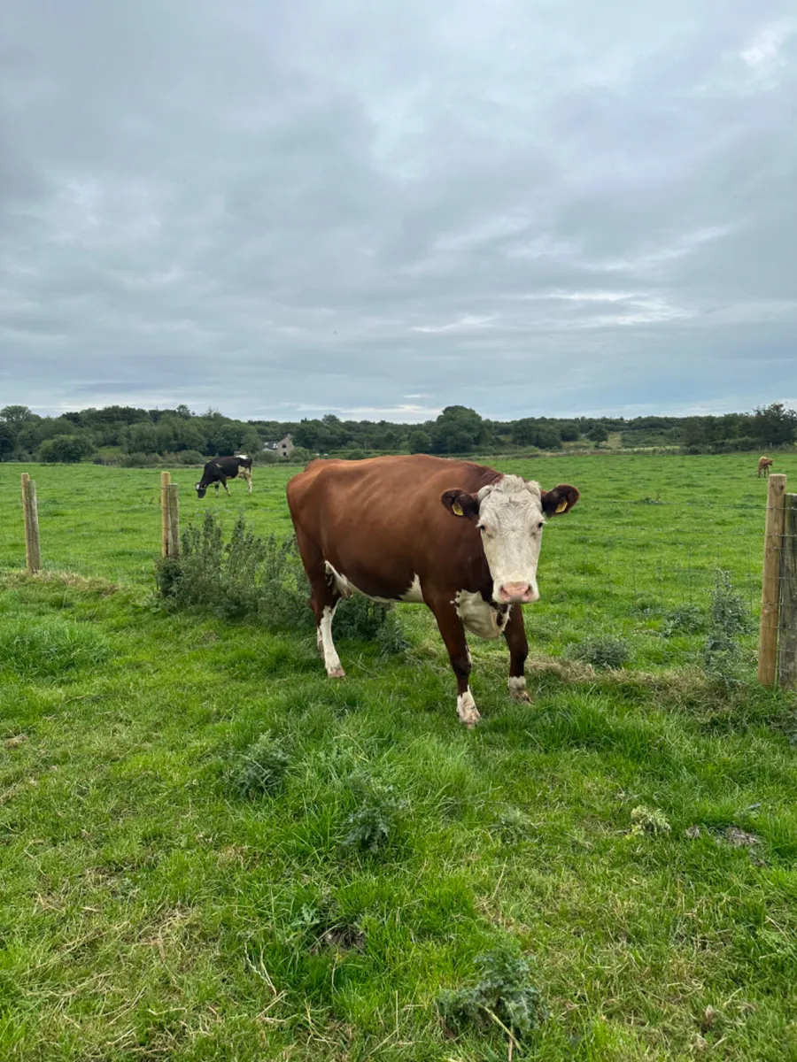 Hereford springer - Image 4