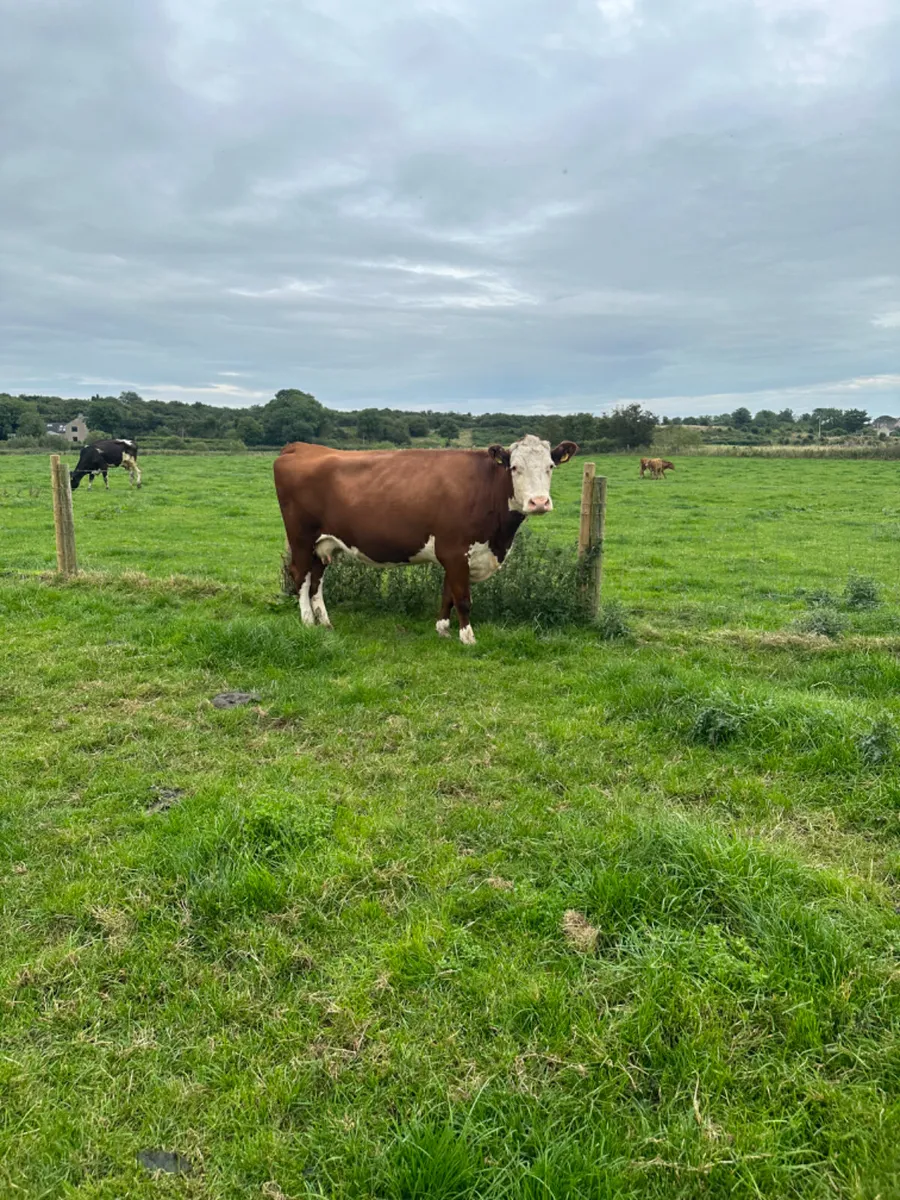 Hereford springer - Image 3