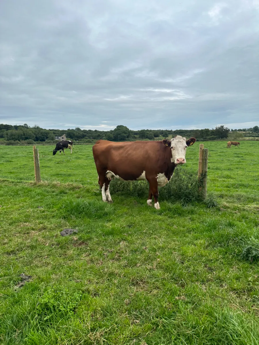 Hereford springer - Image 2