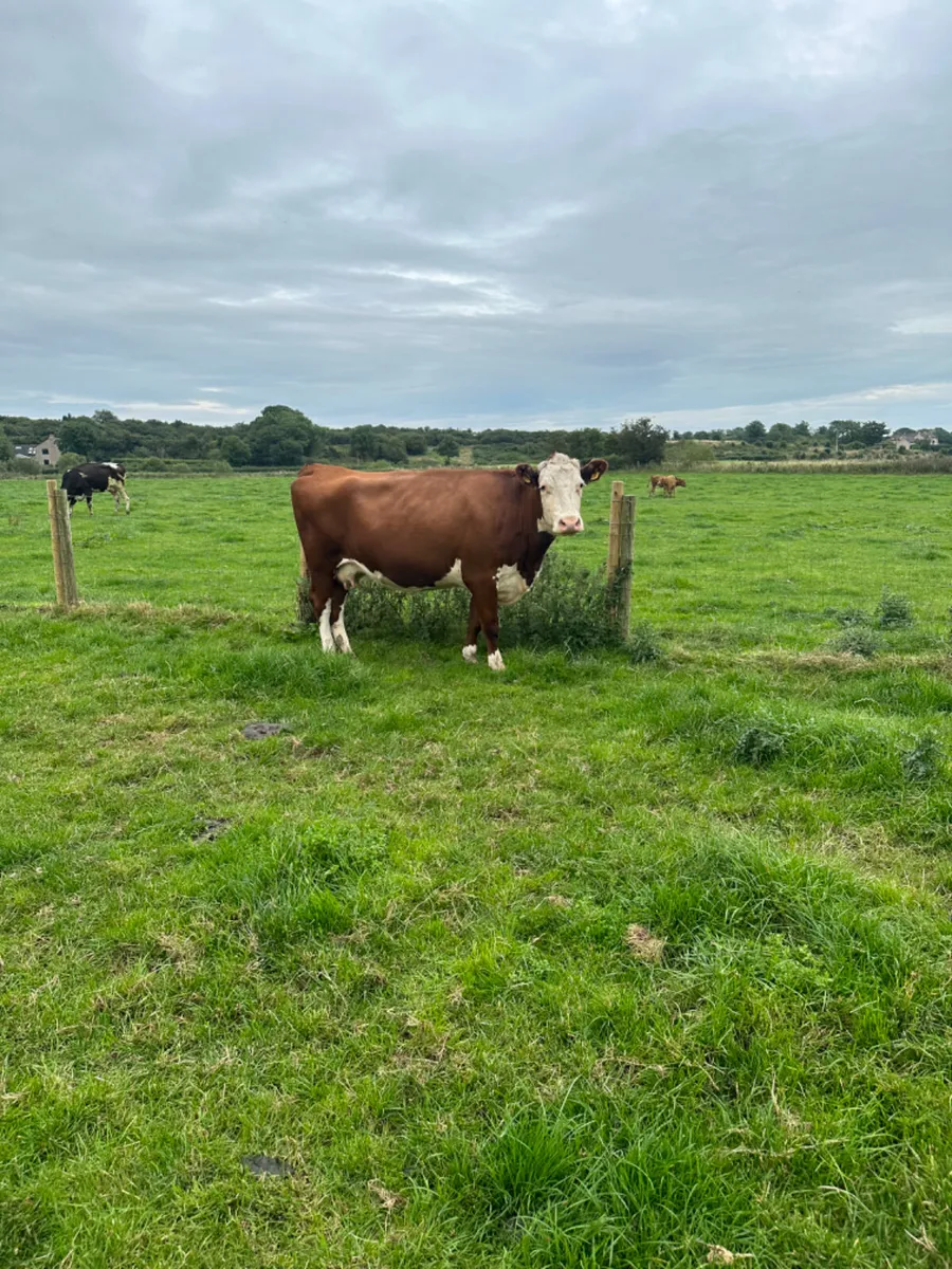 Hereford springer - Image 1