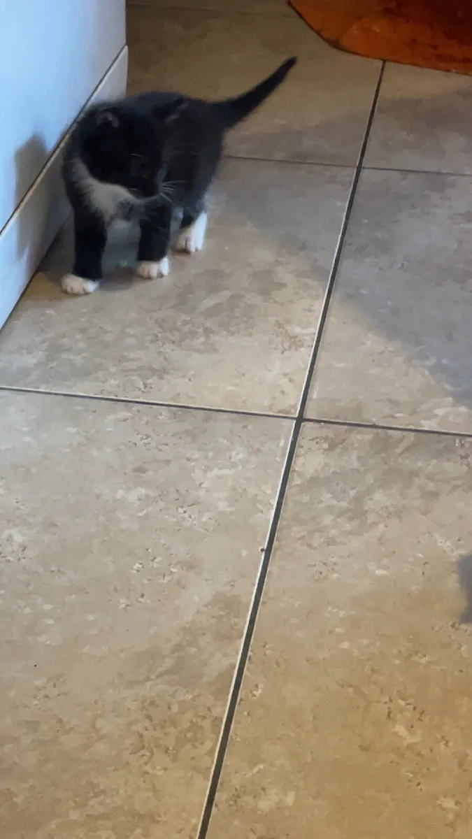 Kittens - Image 2