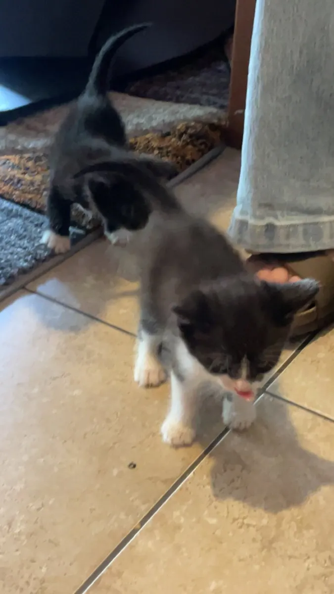 Kittens - Image 1