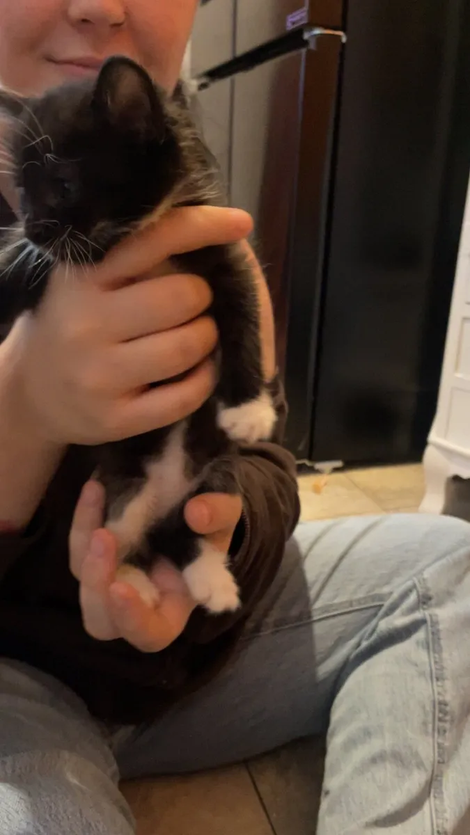 Kittens - Image 3