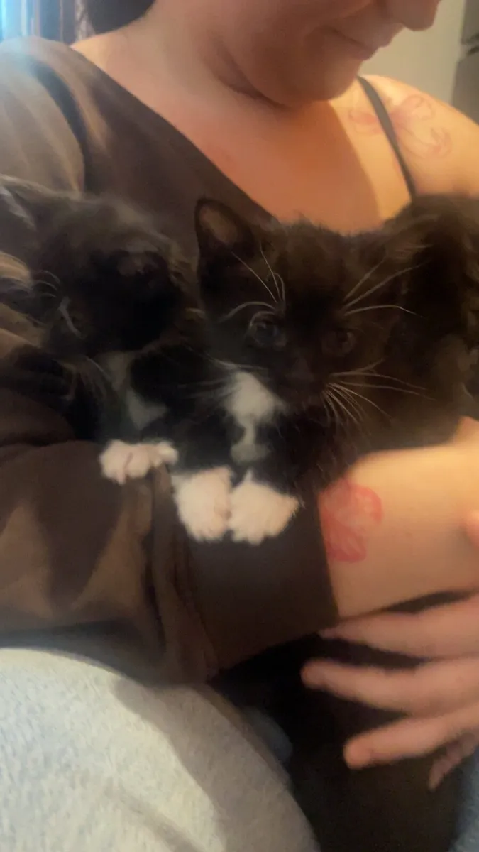 Kittens - Image 4