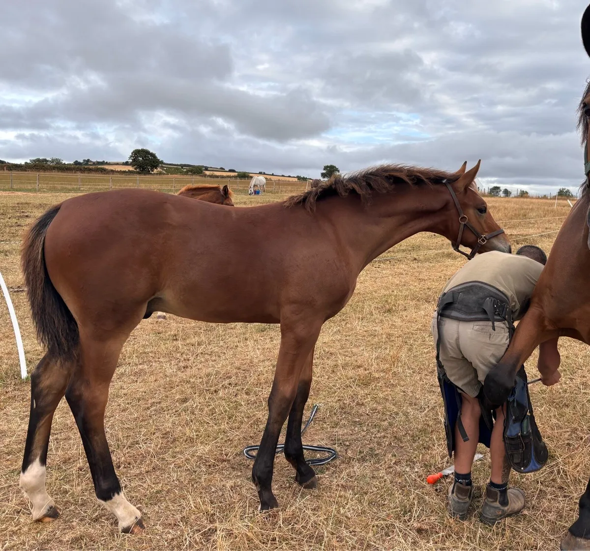 Der Senaat III Colt foal x Womanizer 1.30 dam - Image 3