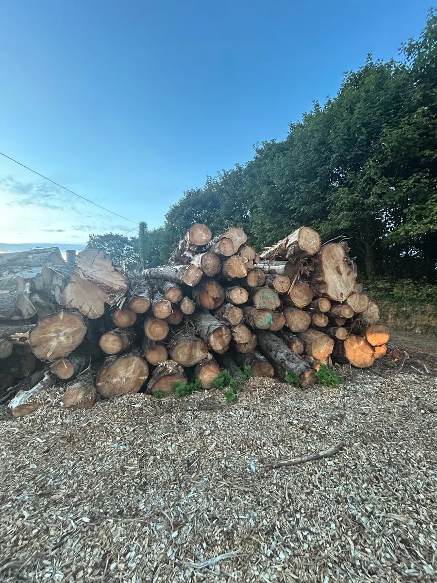 Felled sitka spruce - Image 1