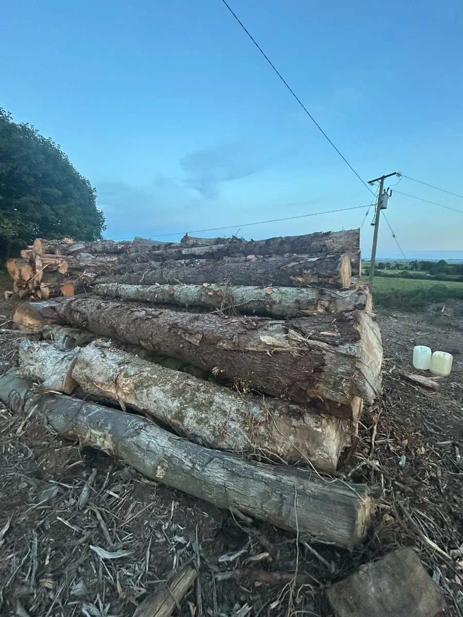 Felled sitka spruce - Image 2