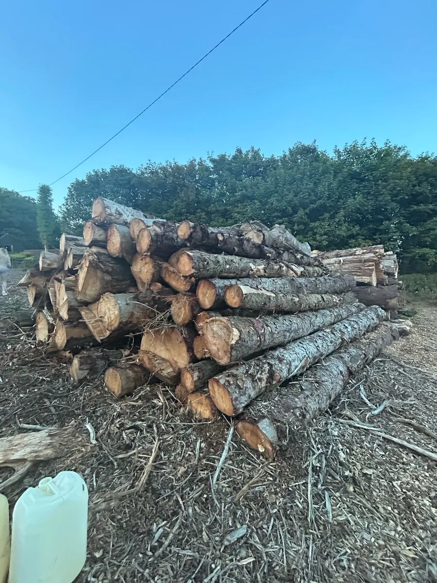 Felled sitka spruce - Image 3
