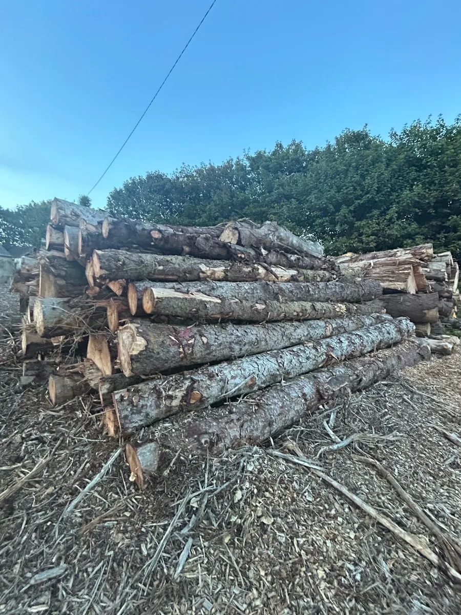 Felled sitka spruce - Image 4