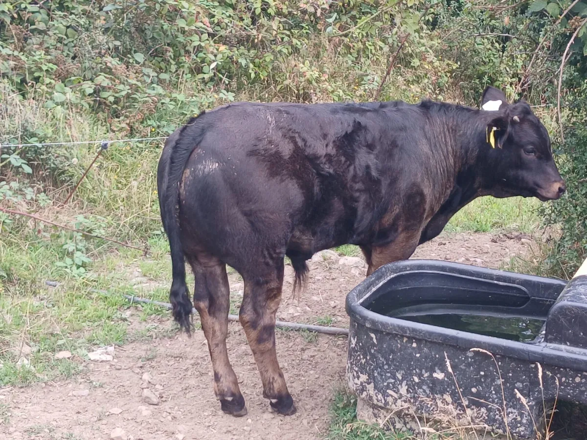 Weanlings - Image 2