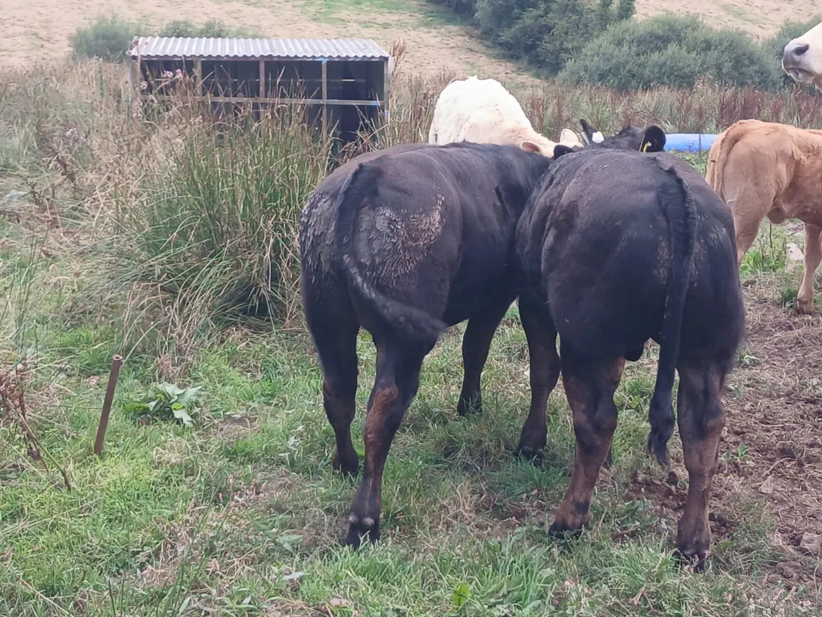 Weanlings - Image 3