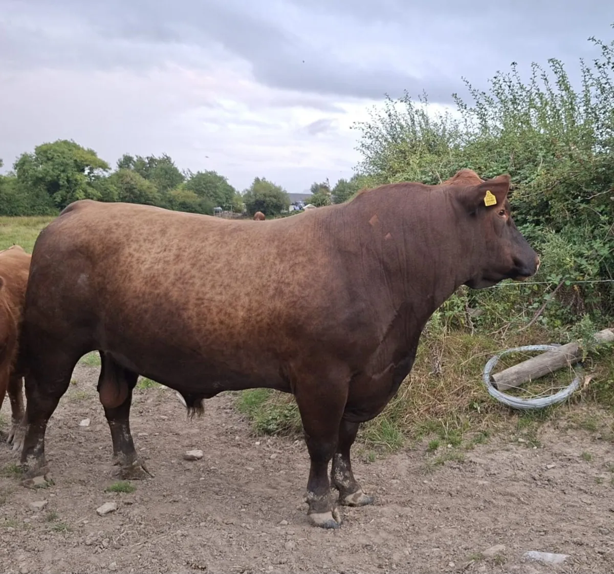 Pedigree Registered Red Angus Bull