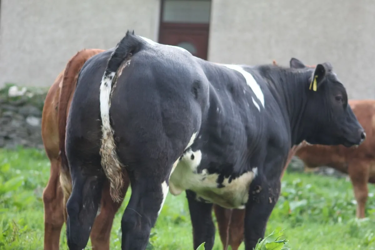 Show type breeding heifer - Image 1
