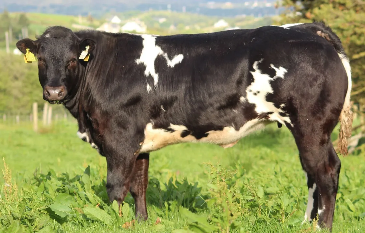 Show type breeding heifer - Image 2