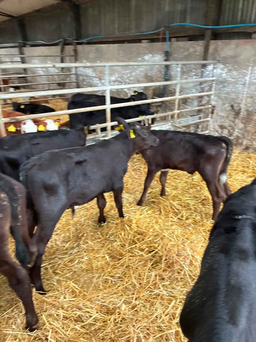 Angus bulls - Image 1