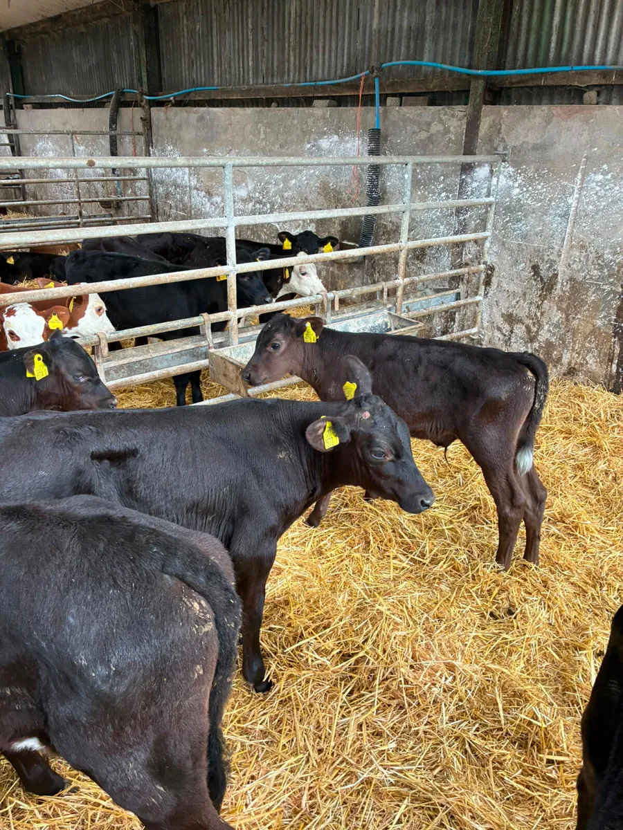 Angus bulls - Image 3