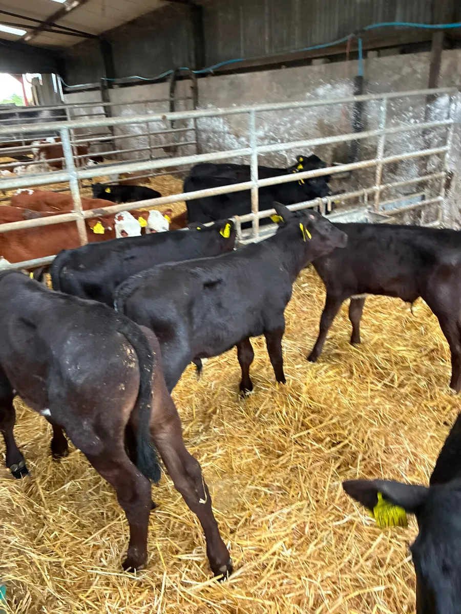 Angus bulls - Image 2