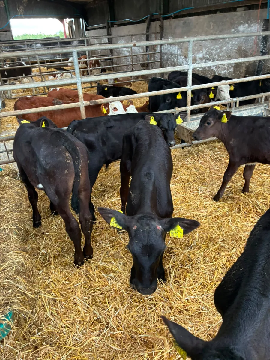 Angus bulls - Image 4