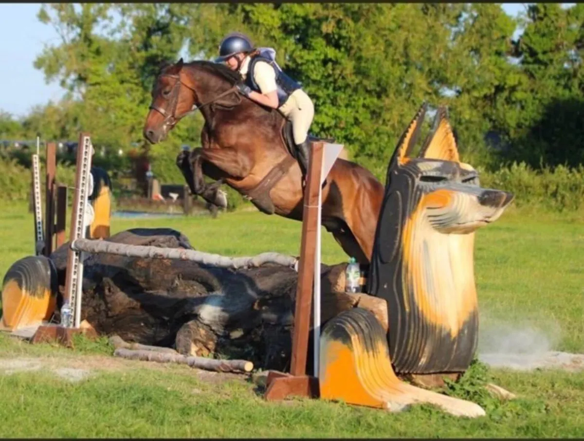 Exceptional small working Hunter Connemara - Image 1
